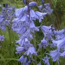 hyacint_english_bluebells